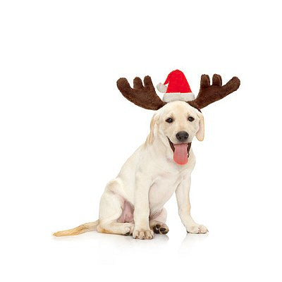 Dog with Antlers