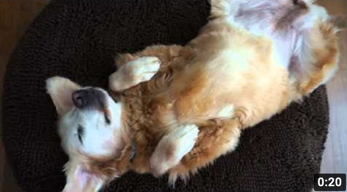 Sleepy Golden Retriever on Soggy Doggy Super Snoozer Dog Bed
