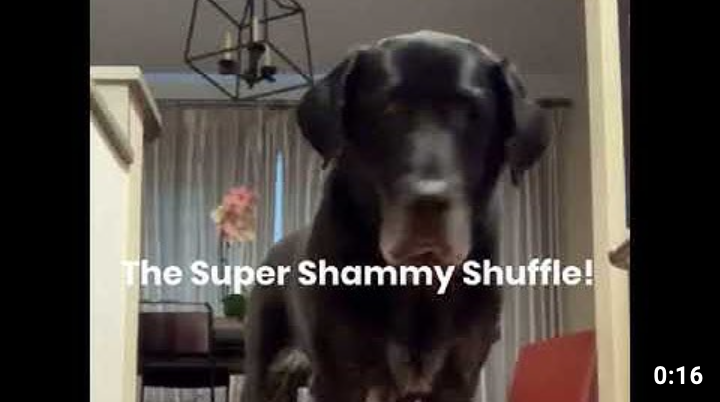 The Super Shammy Shuffle
