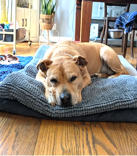 Soggy Doggy Crate Mate:  Grey