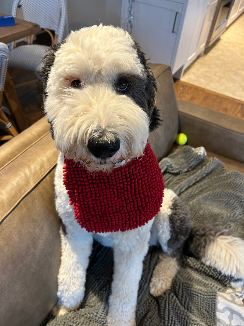 Close up shot of Clyde with beard bib