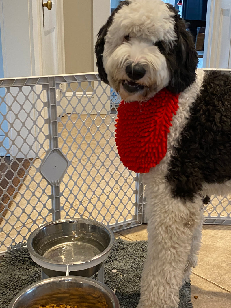 Clyde drinking water w beard bib