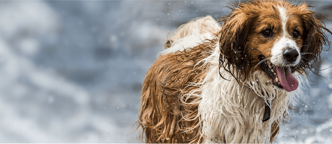 Soggy dog sales mat