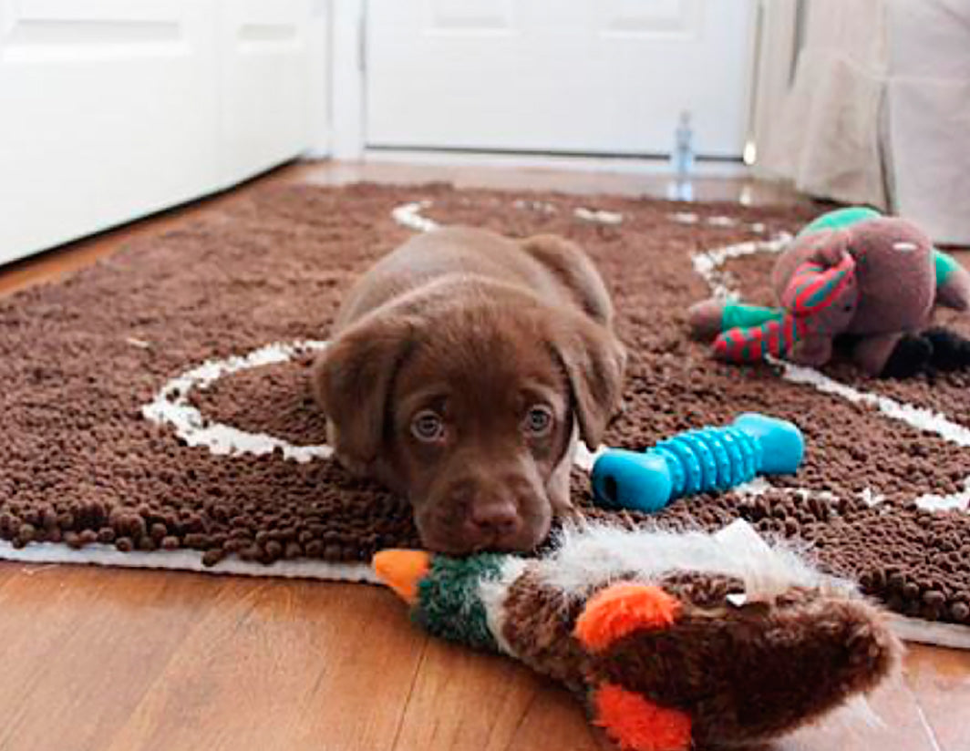 Soggy Doggy Slopmat review: Is this dog bowl mat worth it? - Reviewed