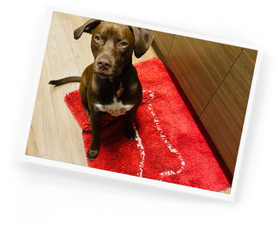 Absorbent Dog Rug, Door Mat for Dog & Cat, Microfiber Chenille Dog Mat for  Paws, Non Slip Indoor Door Rug, Soft, Durable Pet Rug for Crate, Machine  Washable Quick Drying Entry Rug 