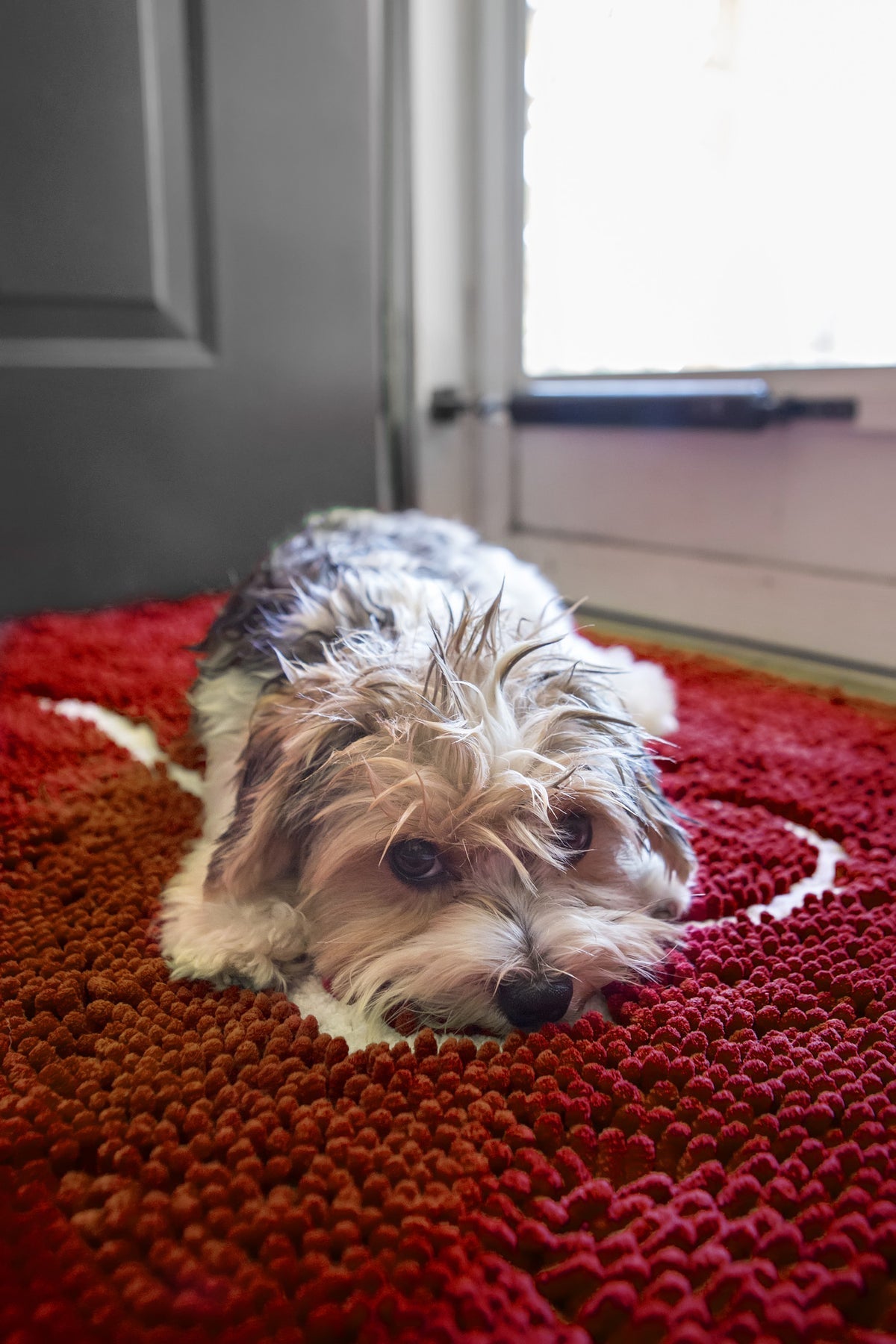 Soggy Doggy: Large Doormat - CRANBERRY/OATMEAL Bone