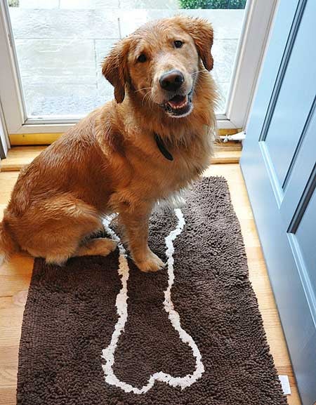 A large dog using the Soggy Doggy Chocolate doormat.